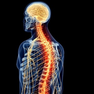 Brain-spinal connection – iStock