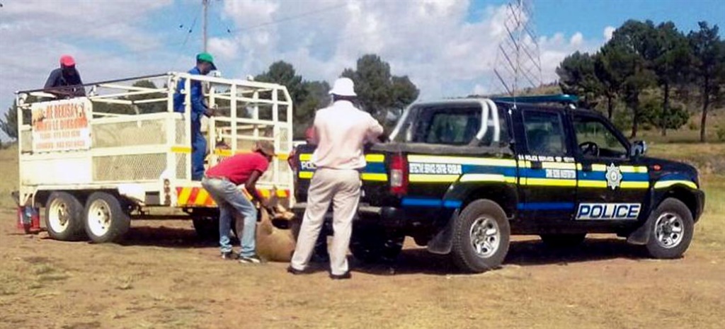 A sheep was loaded on to a marked police vehicle in Ficksburg on Christmas Eve. Photo by Ishmael Ntholeng 