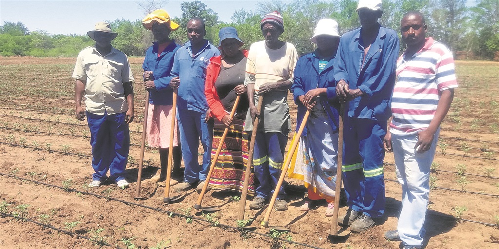 Hosi Madosi (left) and his people, who use the land to fight poverty.     Photo by       Victor Hlungwani  