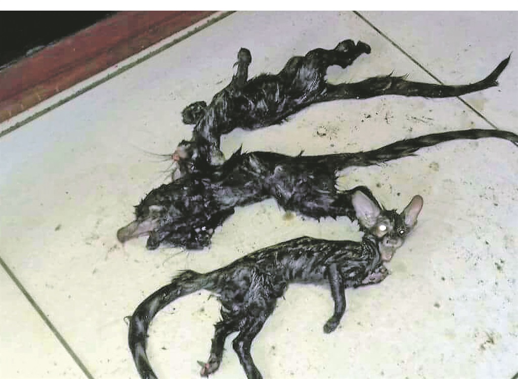 These creatures found behind a grocery cupboard in a house in Lethabong frightened residents.       