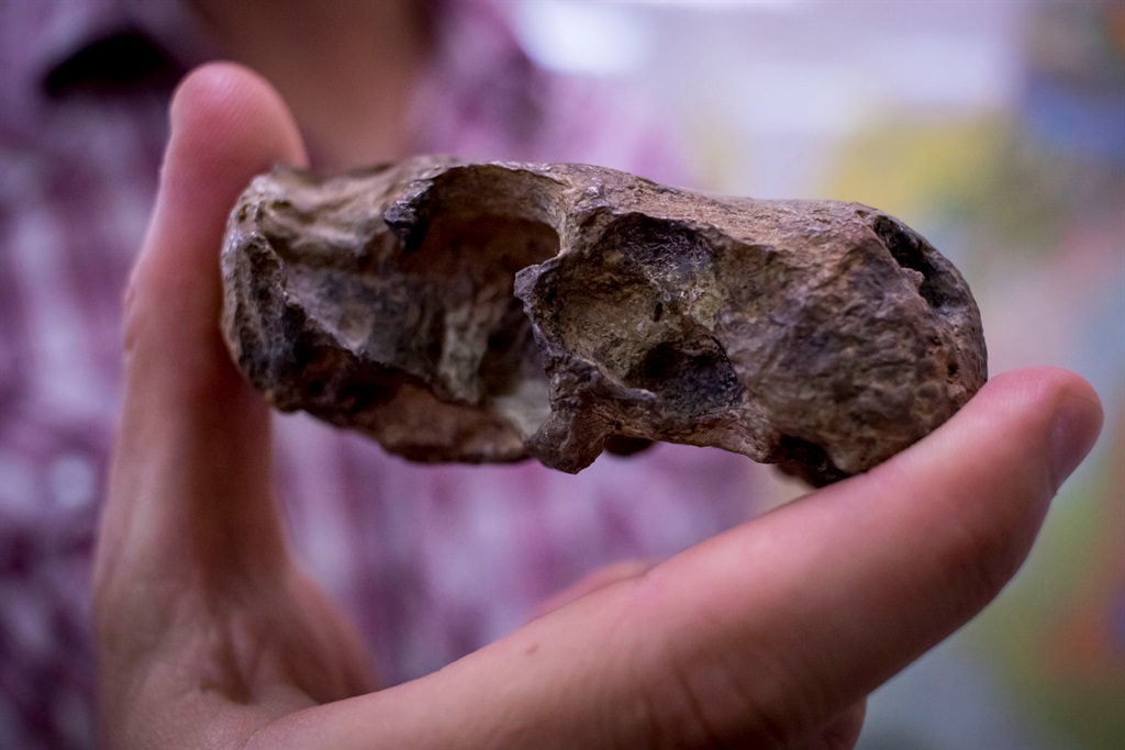  The skull of the Euchambersia fossil shows the large space for the venom glands, in the top jaw, right behind the front teeth (just to the right of Dr Julien Benoit’s index finger).  PHOTO: WITS UNIVERSITY 