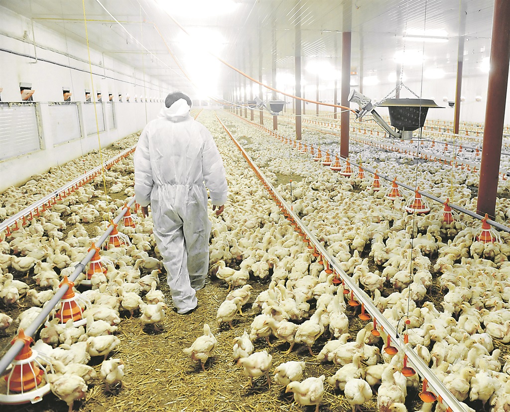  A farmer veterinary walks inside a poultry farm 