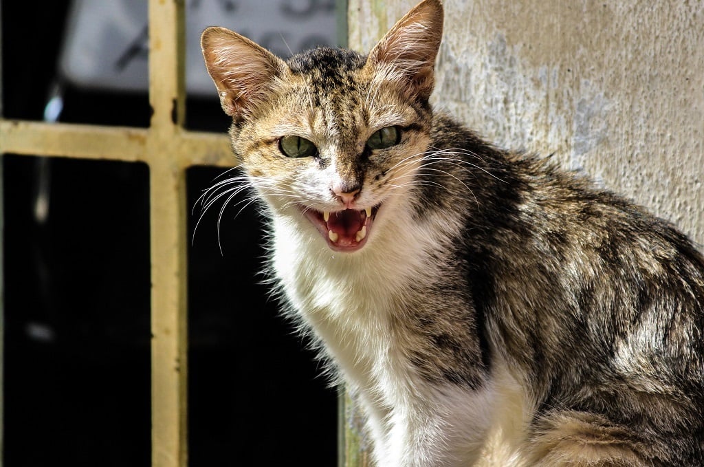 Organisers of a hunting competition have scrapped a category for children under the age of 14 to kill feral cats.