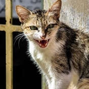 New Zealand cat killing competition axed after backlash