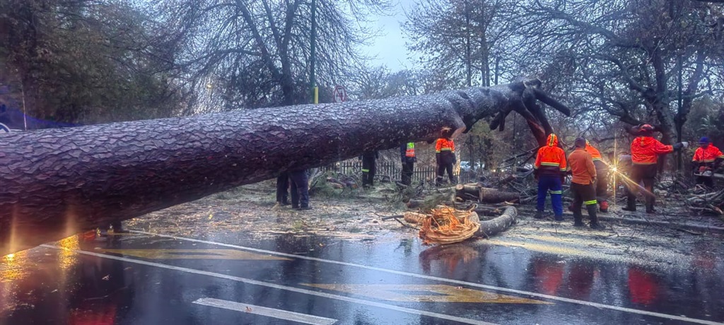 A  tree has fallen across the M3. (City of Cape Town/Supplied)