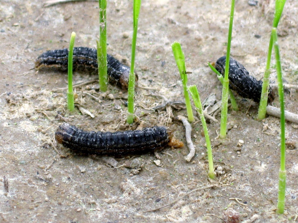  Armyworms feeding. Picture: Supplied 