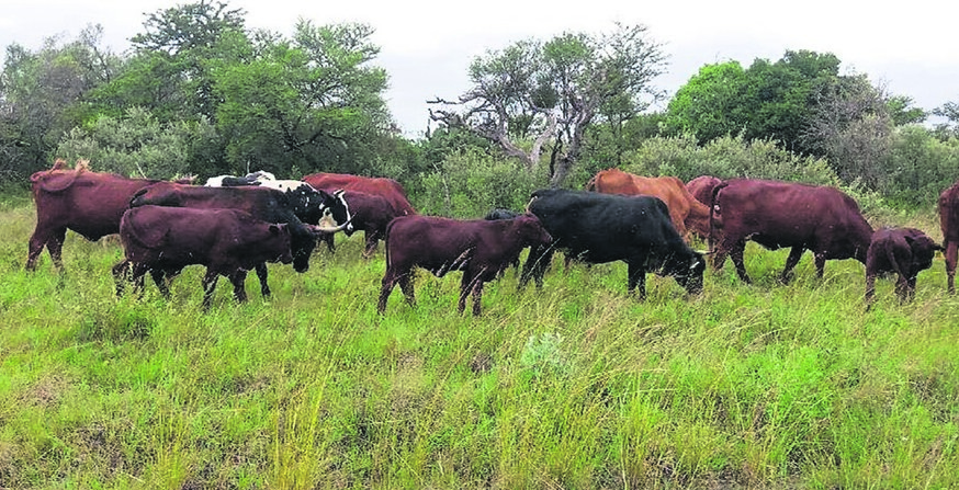 Cops recovered these 22 stolen cattle at Maboi farm, outside Polokwane, on Tuesday evening.