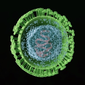 Cytomegalovirus (CMV) is a member of the herpes virus family – iStock