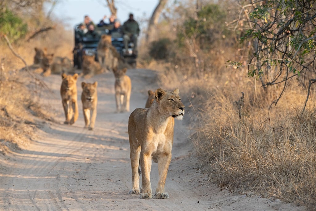 Tourists on an open safari vehicle viewing lions o