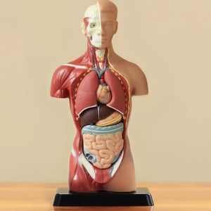 Do you know how much your vital organs weigh?