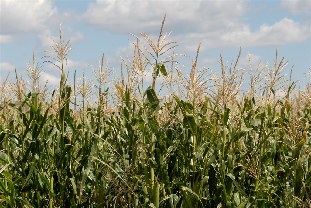 A bigger mealie crop will give economic growth a considerable boost.Picture: Graeme Williams