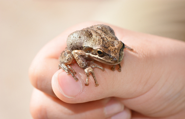 Frog on hands