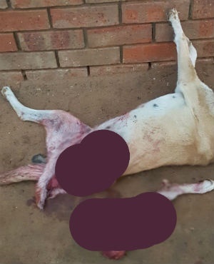 This dog has been skinned alive. (SPCA)