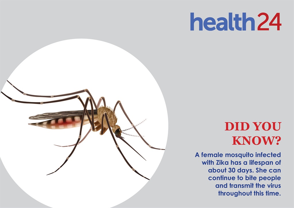 mosquito, zika, infographic