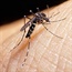 The Zika virus makes its way to Africa