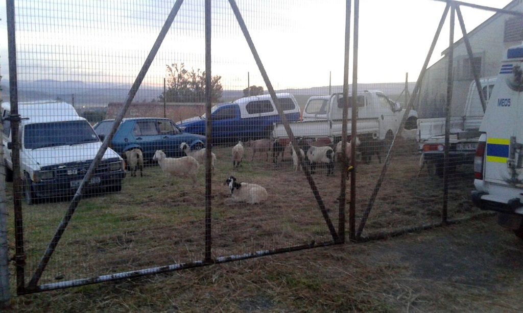 The sheep recovered from stock thieves.Photo by Nomzamo Yuku