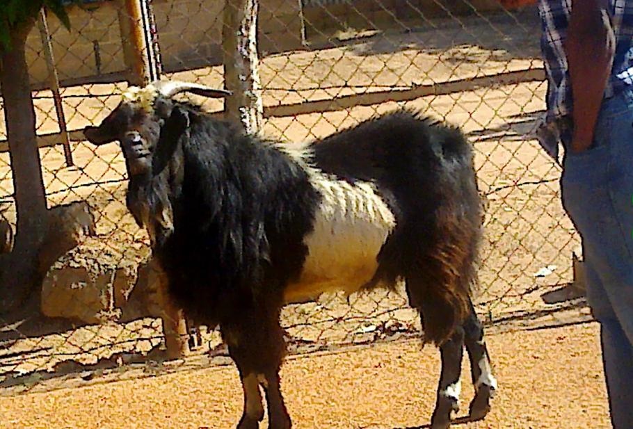 The goat that has been terrorising residents in Dennilton.