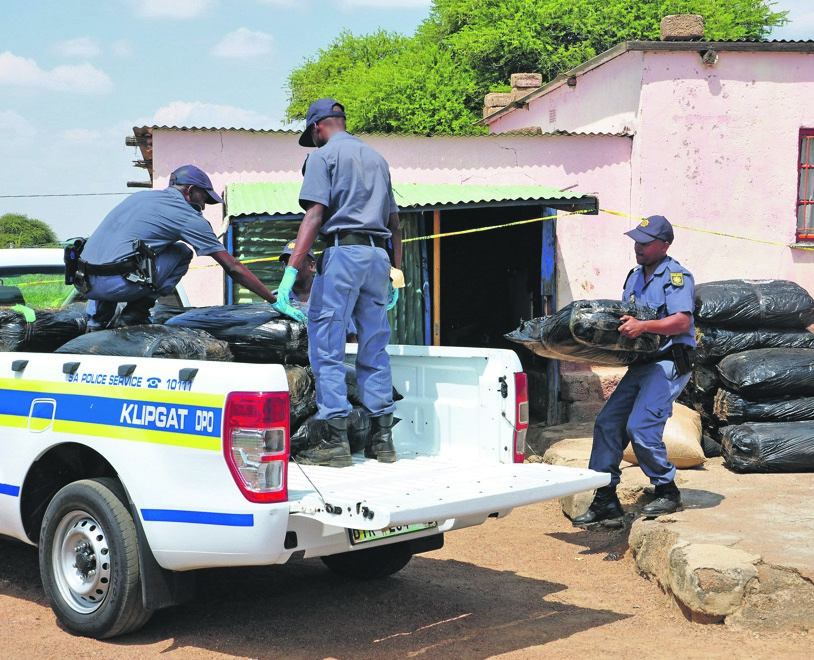Police officers confiscated dagga worth an estimated R100 000 at Lekgema Village.     Photo by Samson Ratswana