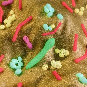 Not all bacteria are bad. Some of them are vital for a healthy gut.