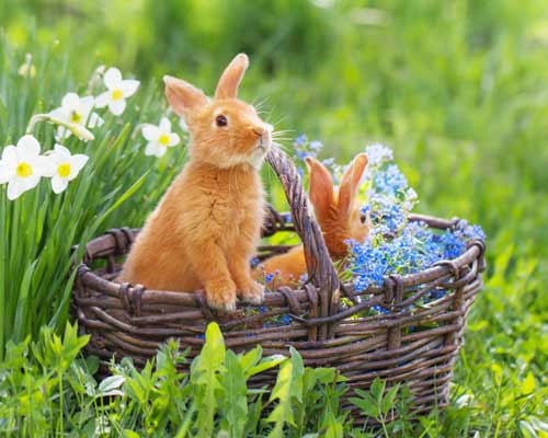 bunnies playing in wicker basket 