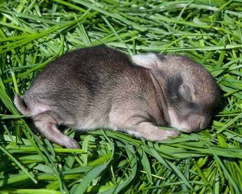 Sleeping bunny