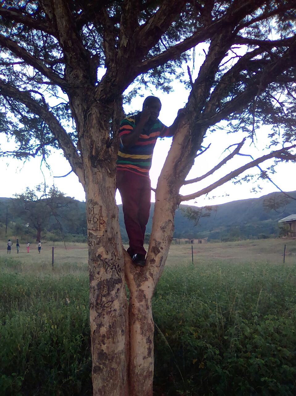 A villager trying to make a phone call on top of a tree. Pic Armando Chikhudo.Photo by 