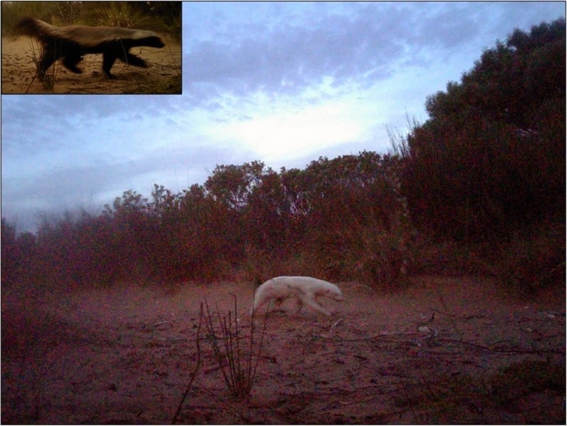 The honey badger, spotted on a camera trap at De Hoop Nature Reserve, is albino and is the first to be recorded in scientific literature.