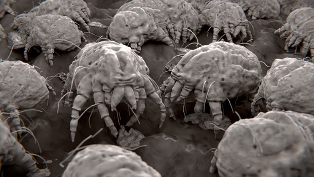 dust mites,allergy