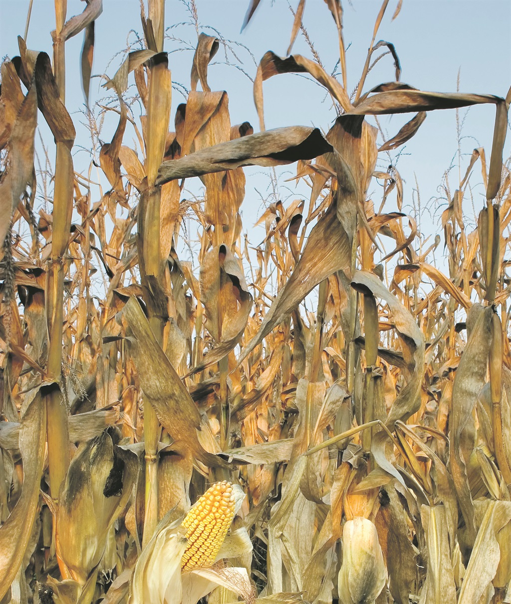 withered Searing heat waves and a devastating drought have led to white maize trading at an unprecedented premium compared with yellow maize, which may have to be used as a substitute to keep people fed in the months ahead 