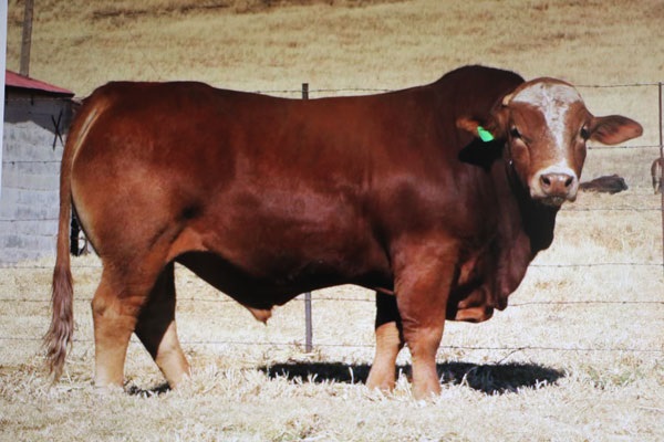 Die duurste bul (LZ 18-61, foto) is vir R120 000 aan die Burnlea Farming-trust van Underburg verkoop. 