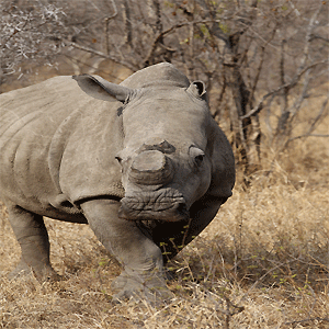 White rhino with horns removed to save from poachers
