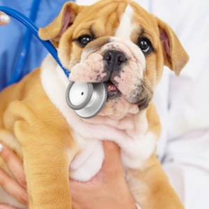 Dogs may be key to new bone cancer treatment. 