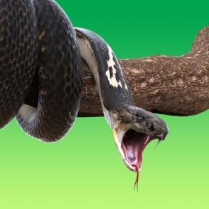 Africa is home to some of the world's deadliest snakes.  