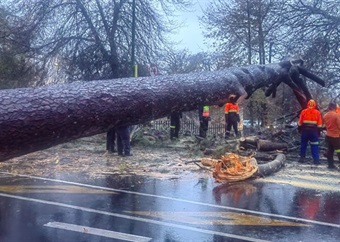 Traffic delays for Cape Town as downed tree blocks Rhodes Drive, M3 affected