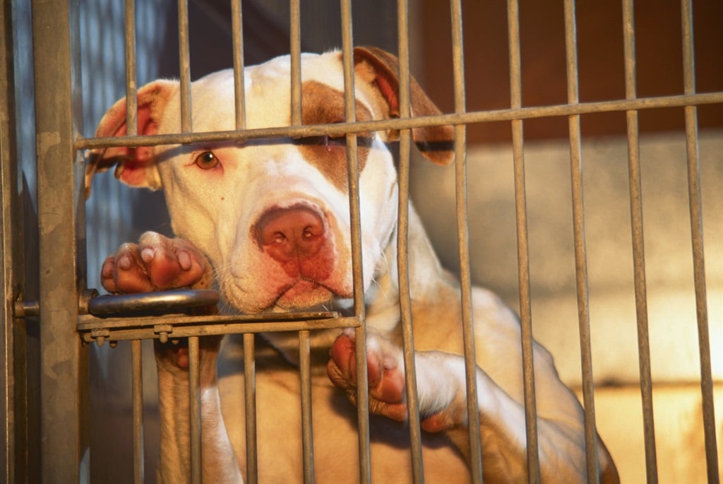 People have been cautioned against adopting pit bulls.