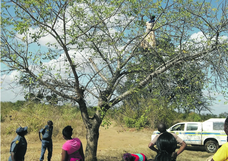 Police tried in vain to beg the woman, identified as Dorcus Baloyi, to come down from the tree. Photo By      Mzamani Mathye