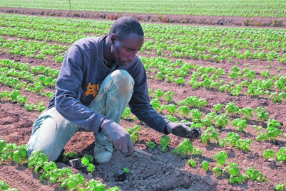 You can help ensure SA’s food security in agriculture. 