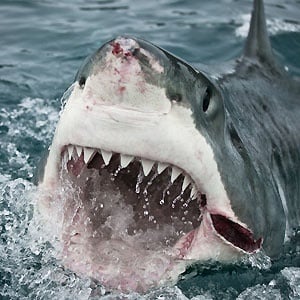Great white shark. Image: Flickr