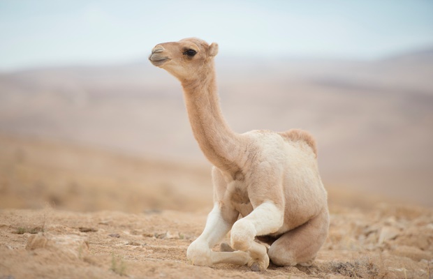 camel in desert 