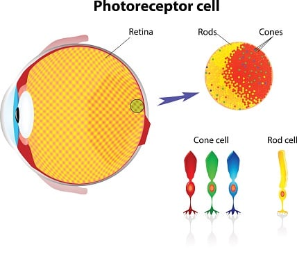 Retina Rod cells and cone cells