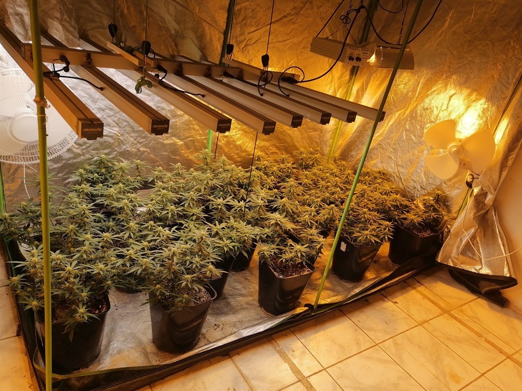 Western Cape police have arrested two people after they discovered two dagga plantations in Philippi, Cape Town.