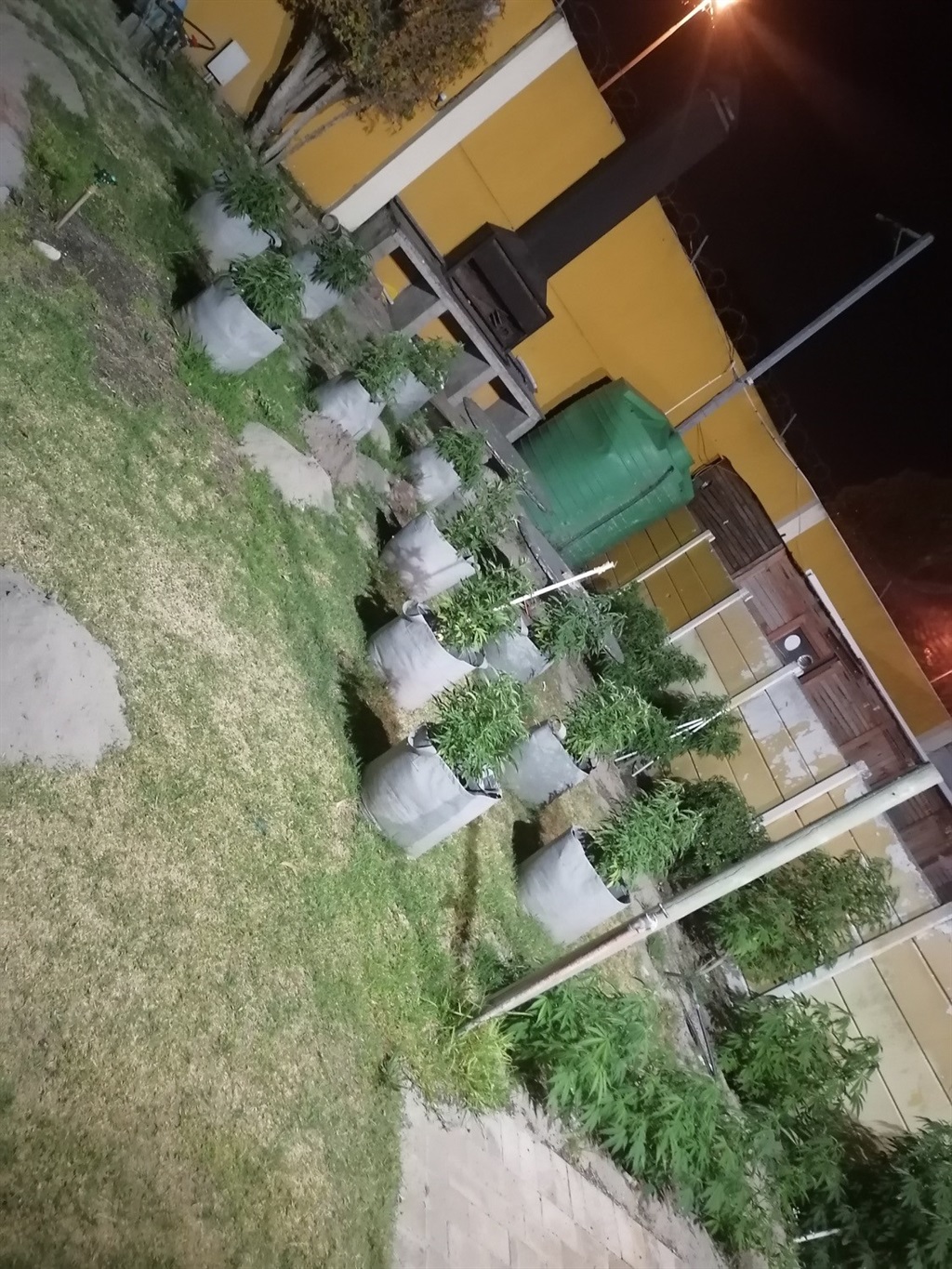Potted marijuana plants growing in makeshift plant