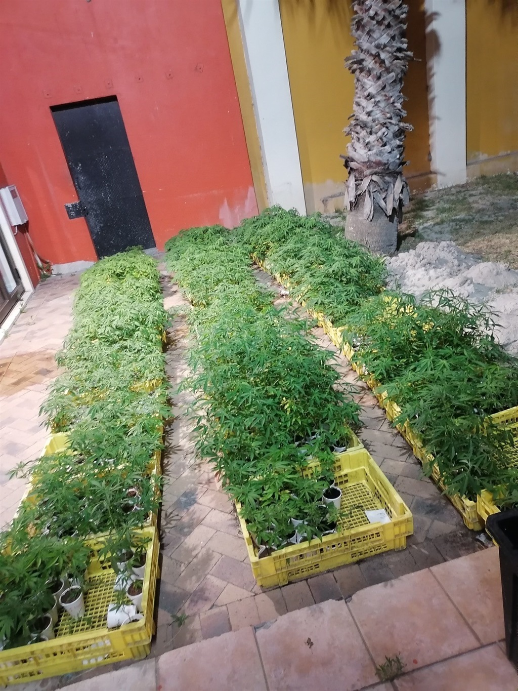 Rows of marijuana plants growing at plantation