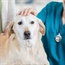 Therapy dogs may unleash superbugs, researchers say