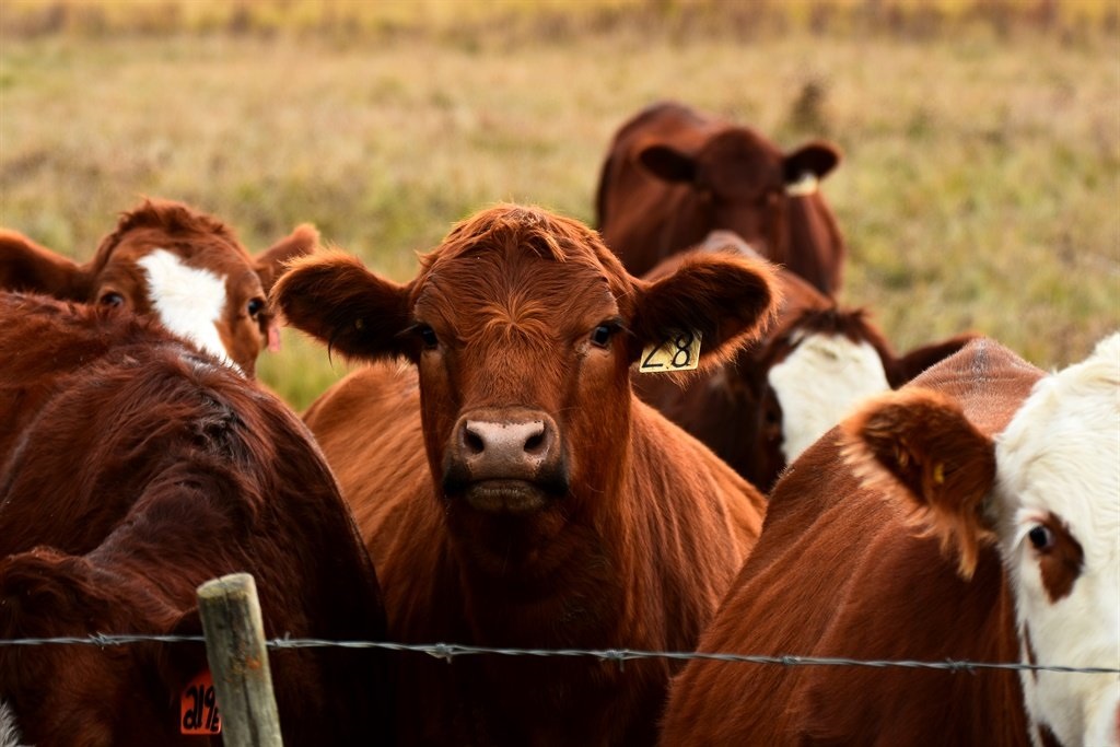 An atypical case of bovine spongiform encephalopathy (BSE), commonly known as "mad cow disease", has been found in a beef cow in the US.