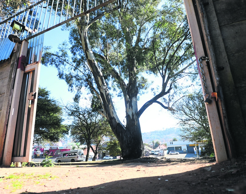 A resident has pleaded with Joburg City Parks to cut down a tree she thinks poses a danger to her property.  Photo by Trevor Kunene