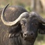Counting the contribution of hunting to South Africa's economy