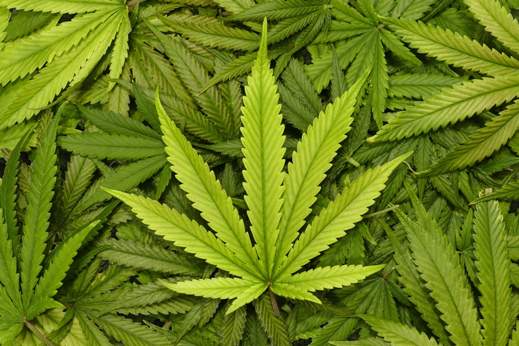 Dagga.Picture: GEtty Images/iStock photo