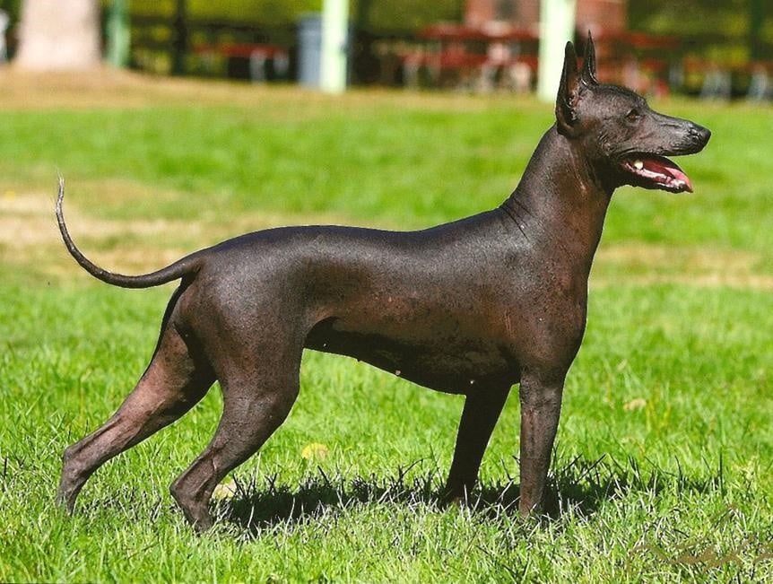 Xoloitzcuintli dogs were often buried with their owners to guide them in the underworld. Photo courtesy of AKC