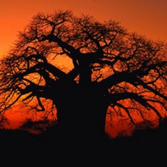 The famous Baobab tree, upon which the design of the Peter Mokaba Stadium is based. (SA Tourism)